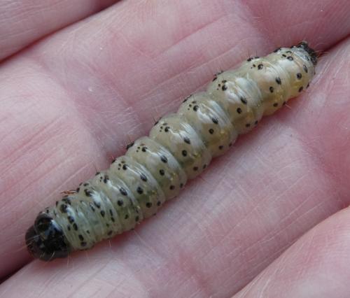 Apamea sp.